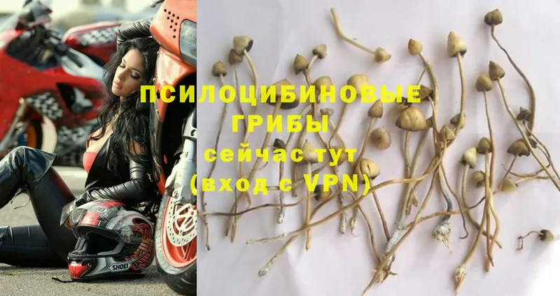 Галлюциногенные грибы MAGIC MUSHROOMS  Вельск 